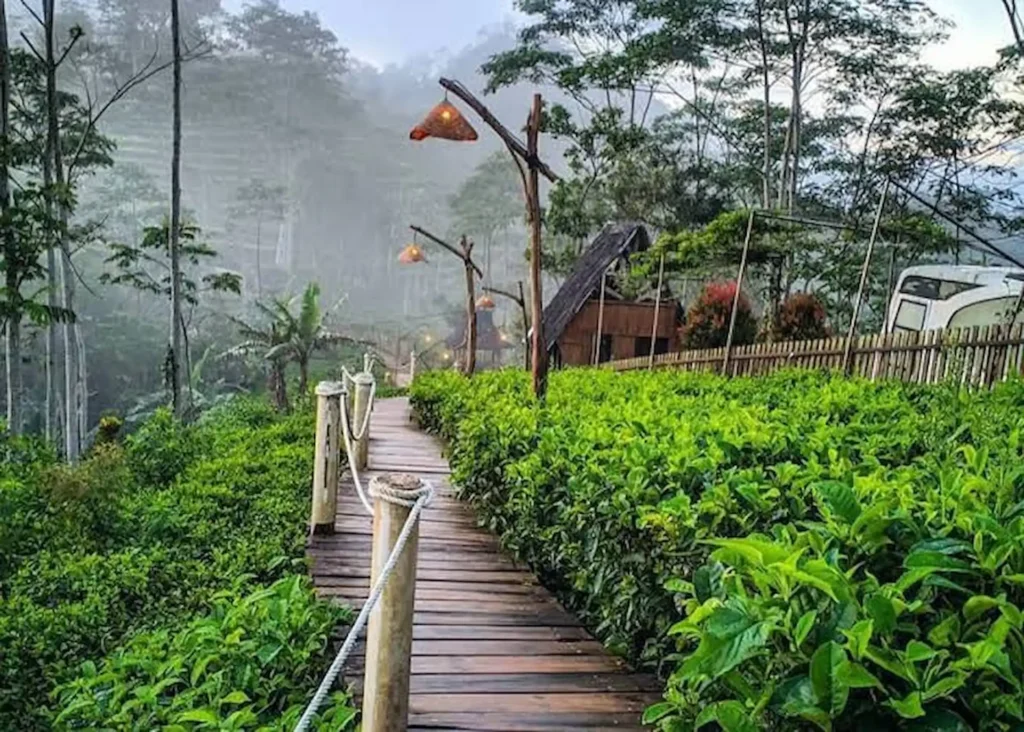 Suasana Desa di Kebun Teh Nglinggo