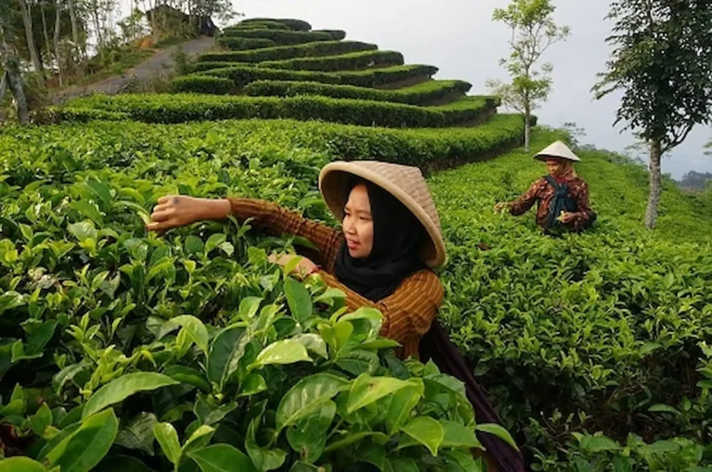 Petani Lokal Sedang Memetik Daun Teh
