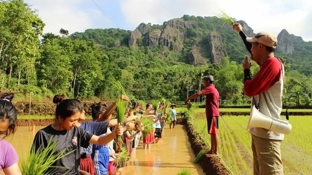 Menanam Padi di Desa Wisata Nglanggeran