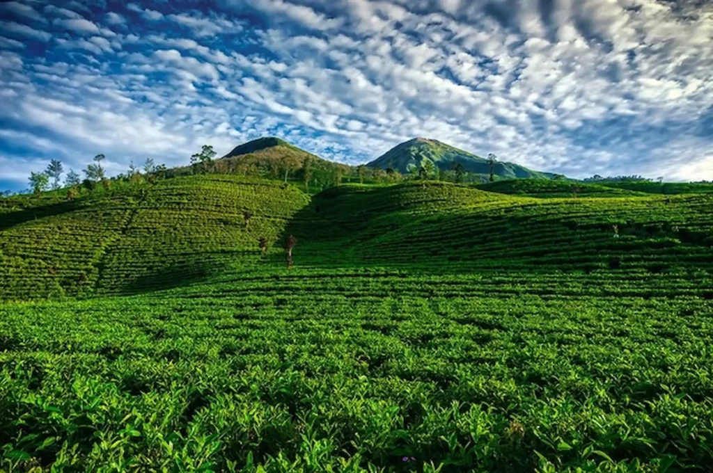 Kebun Teh Nglinggo dan Pemandangan Gunung di Sekitarnya